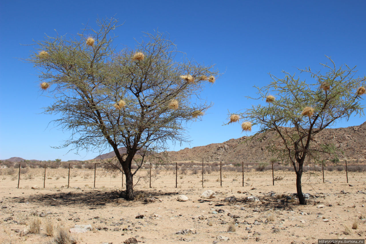 Птичьи гнезда, как елочные игрушки Солитейр, Намибия