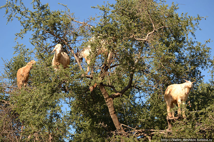 Летающие козы Марокко