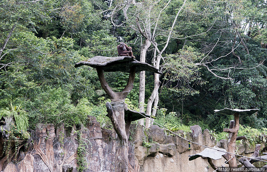 Орангутанг. Ява, Индонезия