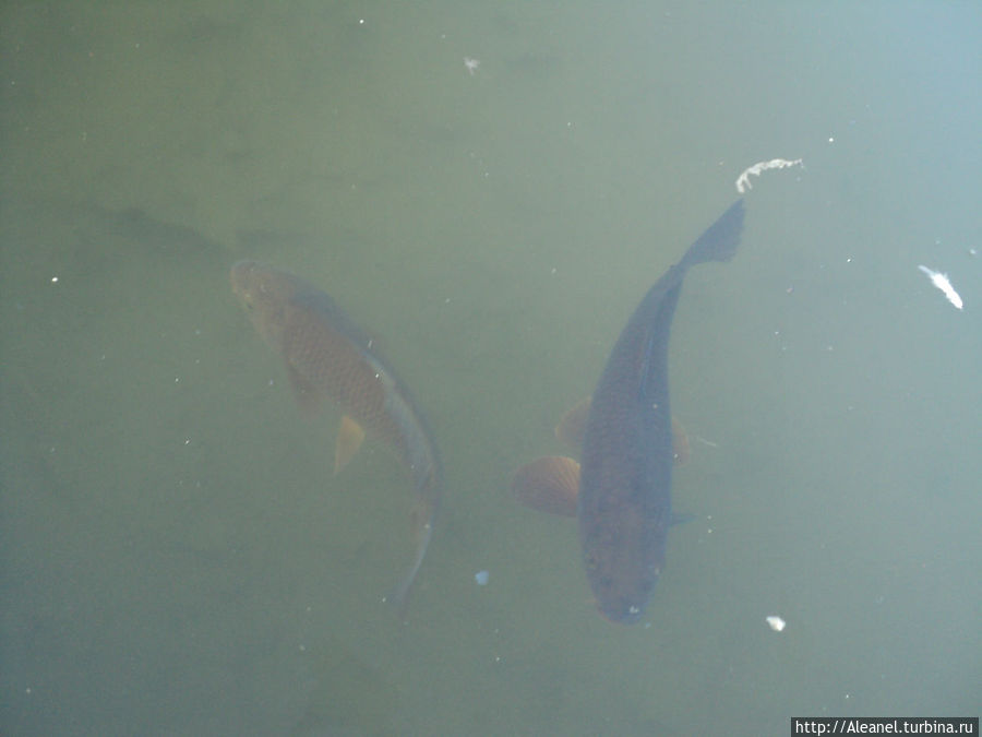 Карпы разных размеров