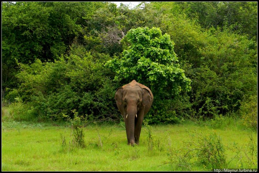 Почему — то  я  считала,  что  практически  все  знаю  о  слонах. И  что  умны,  злопамятны,что  живут,  как  человек,  до  70  лет,  хорошо  плавают,  мало  спят,  много  едят,  самка  долго  вынашивает  плод(  почти  22 месяца).  Но  не  знала,  что они  обладают  музыкальным  слухом  и  могут  различать  мелодии  из  трех  нот. Полоннарува, Шри-Ланка