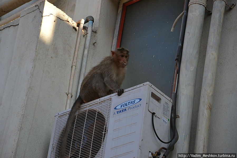 Утром город Бадами оккупируют обезьяны. Штат Карнатака, Индия
