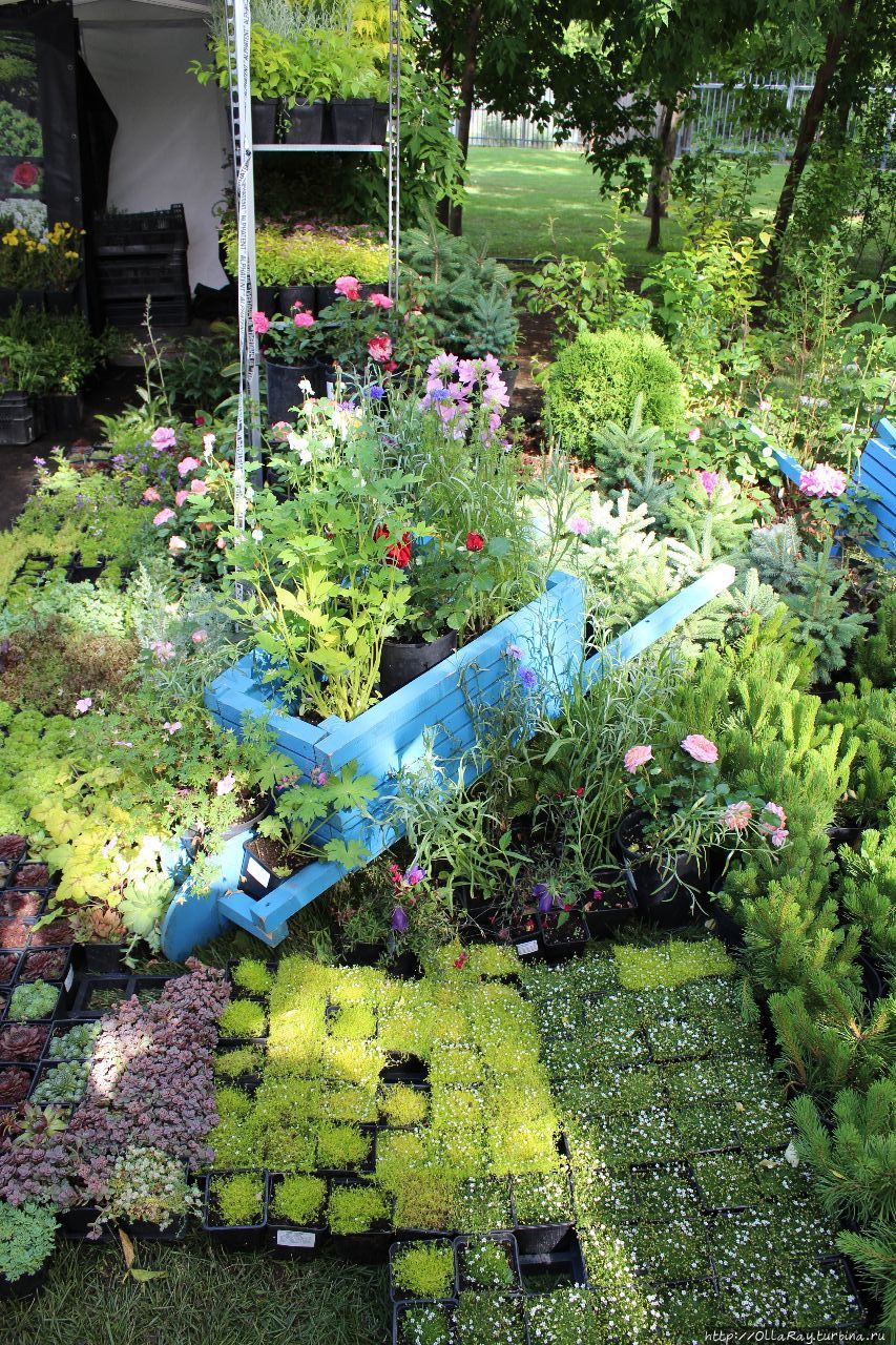 Moscow Flower Show 2017. Фотоотчёт и впечатления. Москва, Россия