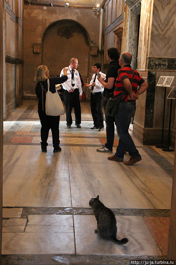 Кот, 6 лет живущий в музее Карие