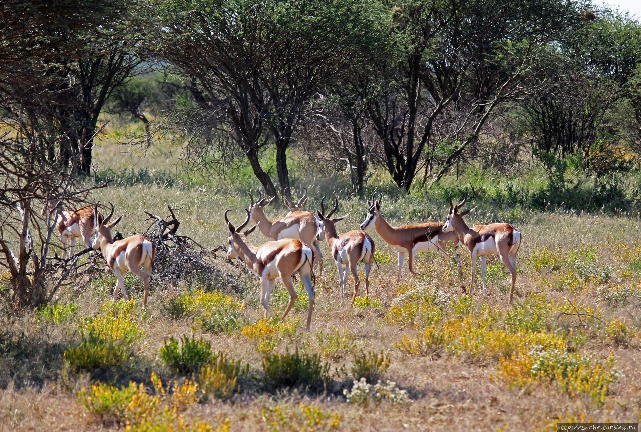 Утреннее сафари в Эринди, или 