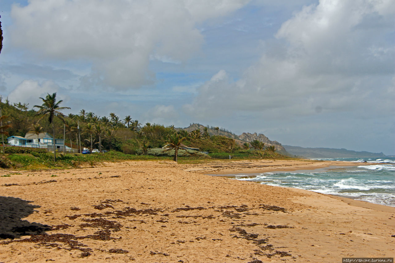Пляж Каттлеваш Спрингфилд, Барбадос