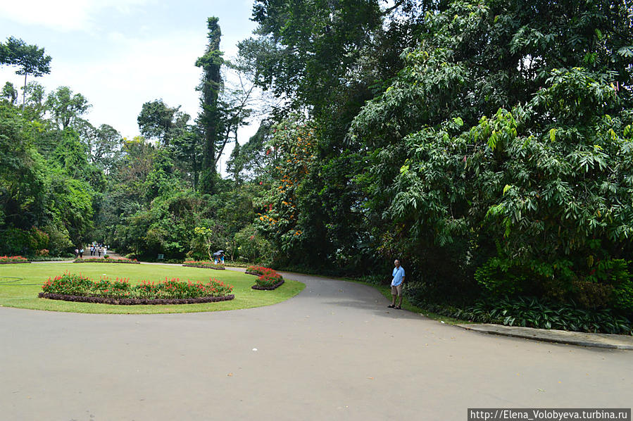 г. Канди, Ботанический сад Маравилла, Шри-Ланка