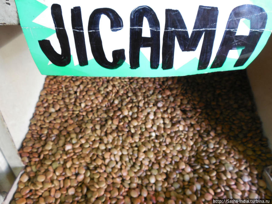 Семена хикамы Гвадалахара, Мексика