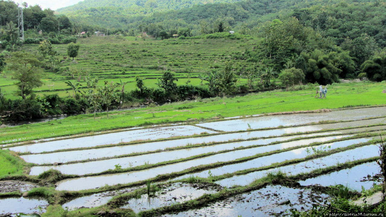 Бесконечные рисовые террасы. Индонезия