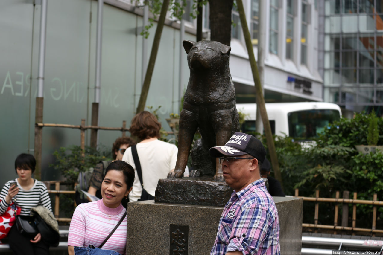 Собака Хатико,известна тем что двенадцать лет ждала своего умершего хозяина Токио, Япония