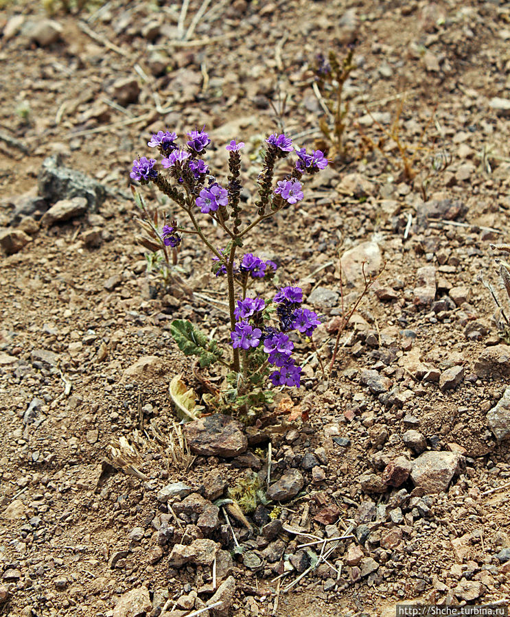 Цветущая Долина Смерти. Интегральная заметка Национальный парк Долина Смерти, CША