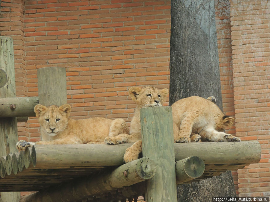 Лиссабонский ZOO-Дом Лиссабон, Португалия