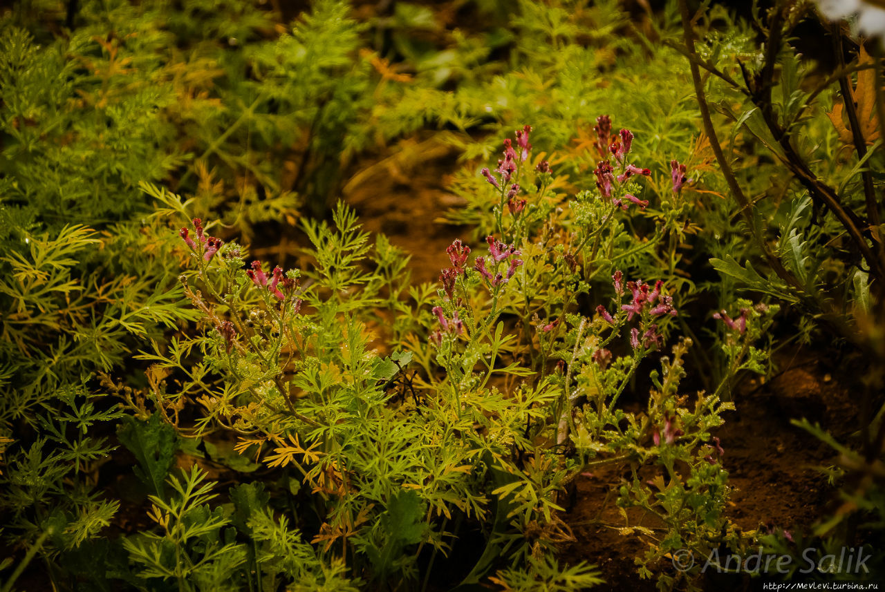 В лесу до рассвета Сигулда, Латвия