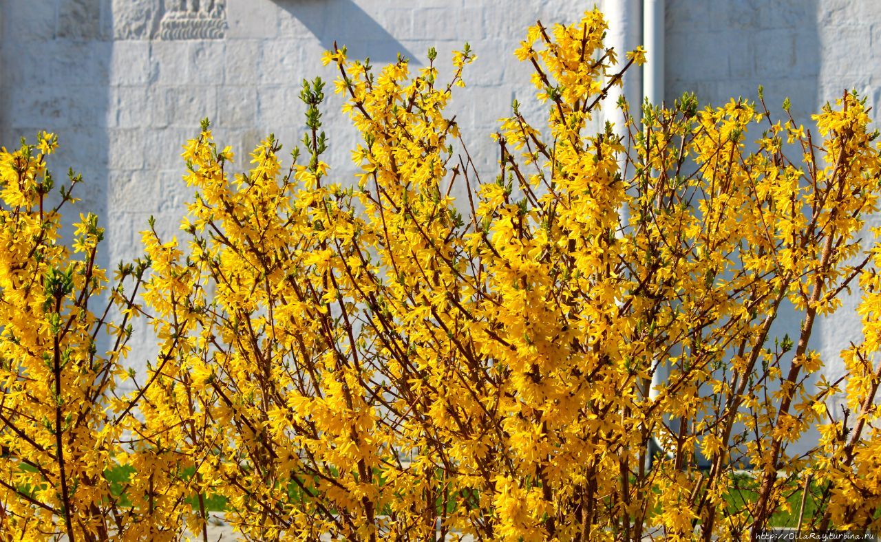 А у подножия старинных владимирских храмов можно найти и форзицию. А у подножия старинных владимирских храмов можно найти и форзицию.