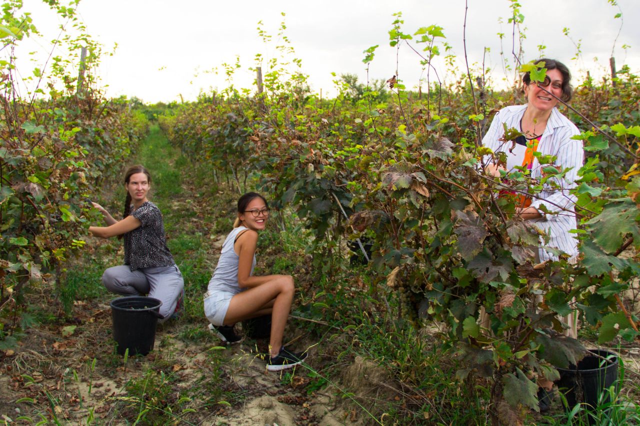 праздник Ртвели в Кахетии Шашиани, Грузия