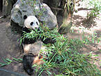 Гиганская панда — гордость зоопарка Сан Диего