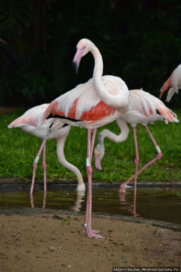 Розовый фламинго в Парке Птиц в Игуасу. Игуасу национальный парк (Бразилия), Бразилия