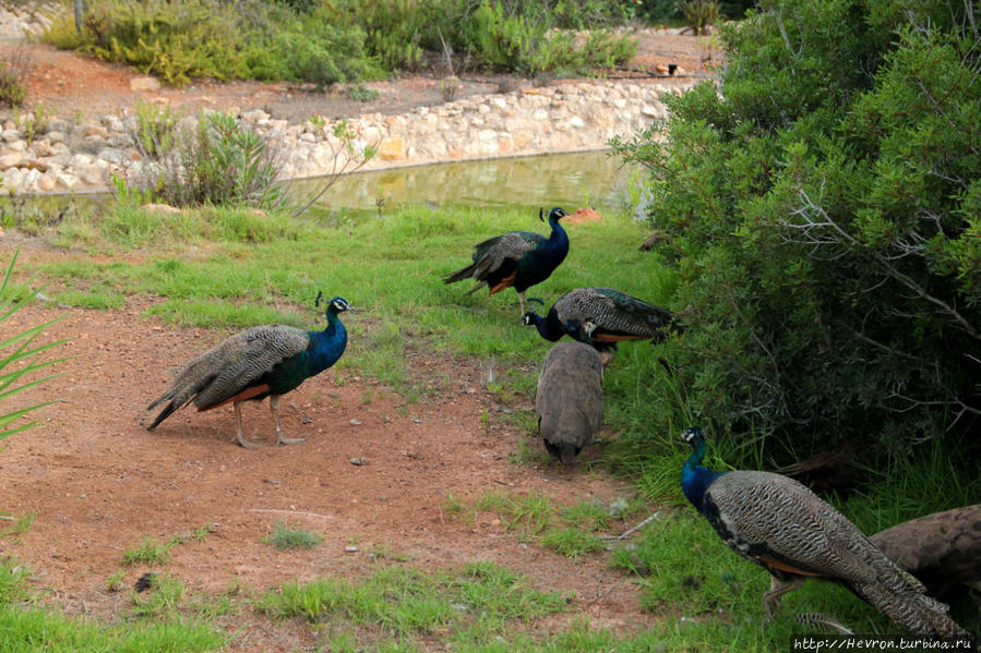 Зоопарк Пафоса Пейя, Кипр