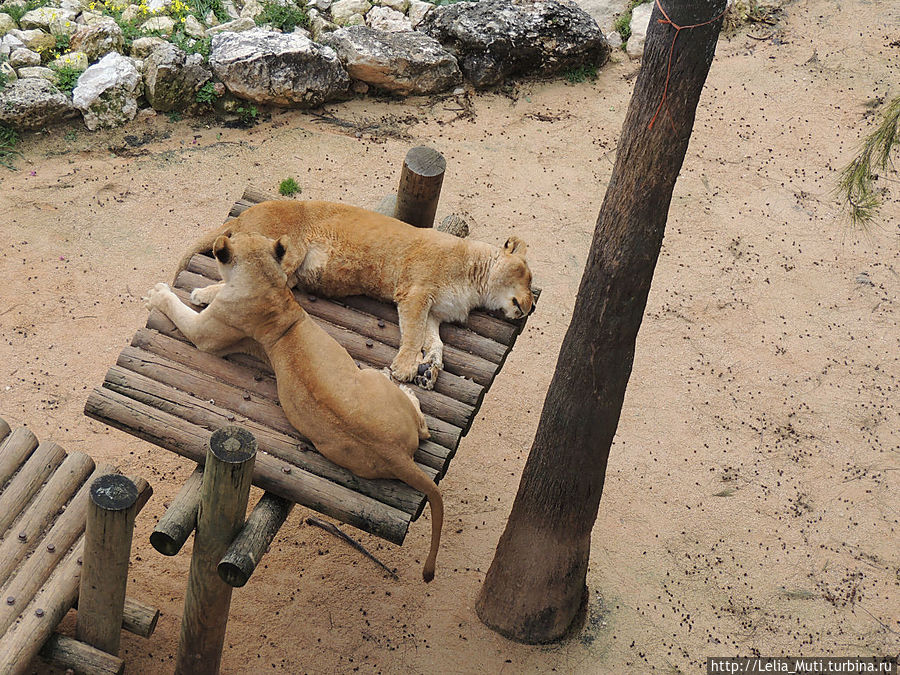 Лиссабонский ZOO-Дом Лиссабон, Португалия