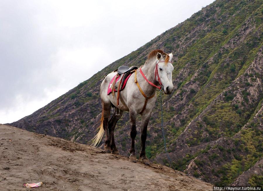 Люблю  лошадей.  Пусть  простят  меня  читатели  за  такое   количество    снимков   с  лошадями. Бромо-Тенггер-Семеру Национальный Парк, Индонезия