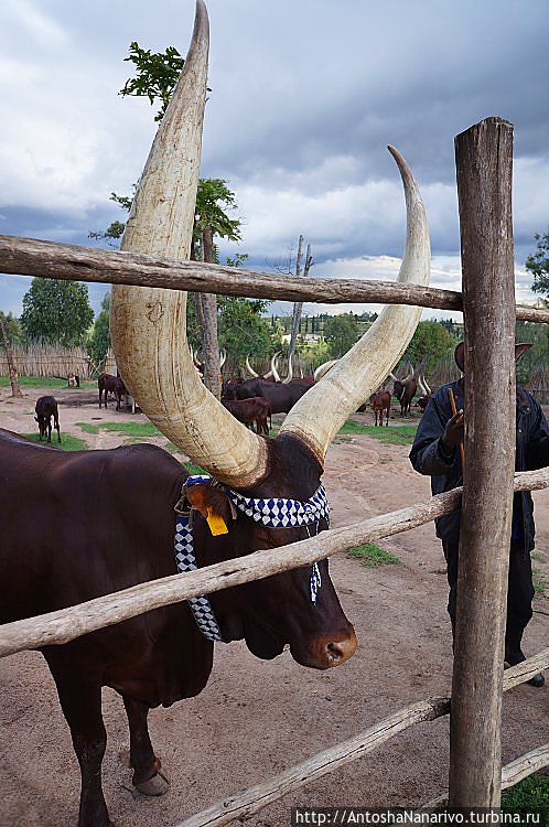 Правильные руандийские коровы