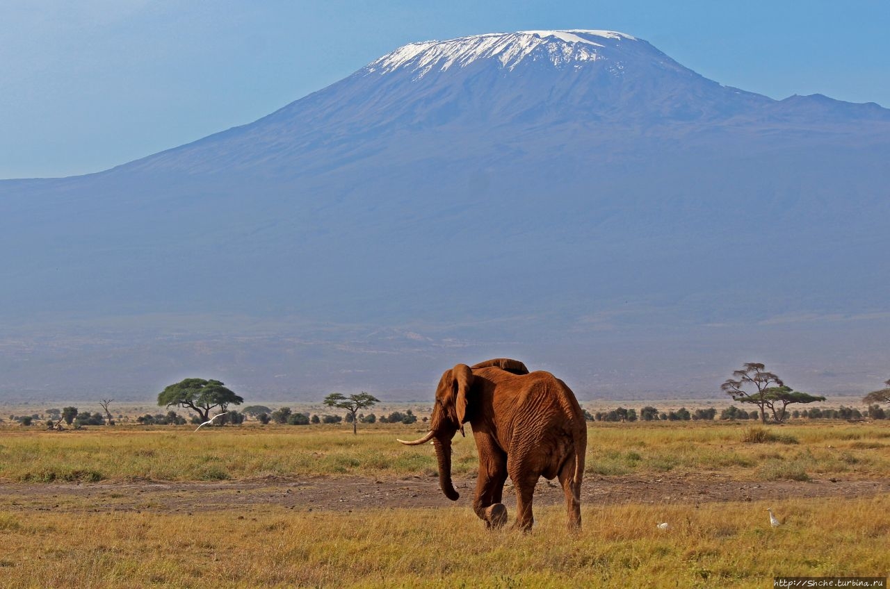 22 сентября — Всемирный день защиты слонов Амбосели Национальный Парк, Кения