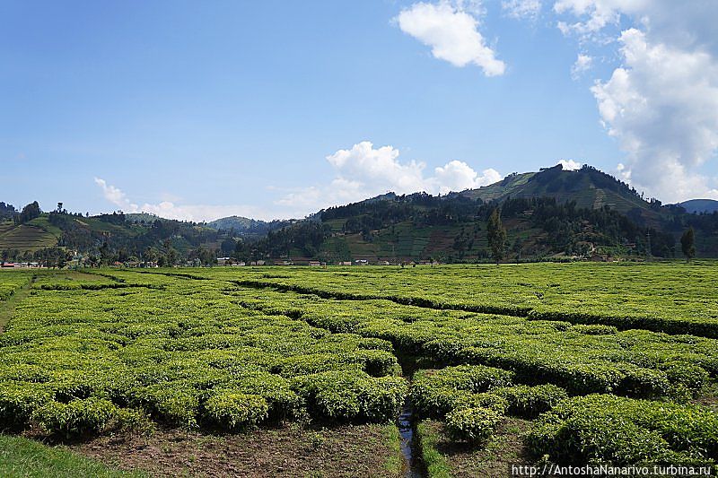 Чайная плантация Северная провинция, Руанда