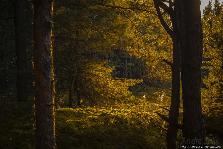 Прогулка в осеннем Лиелупе Юрмала, Латвия