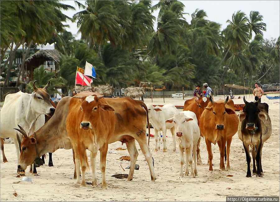 Вместо толп двуногих отдахающих на пляжах Тринкомали —  толпы священных коров. Губа- не дура, знают где отдыхать...