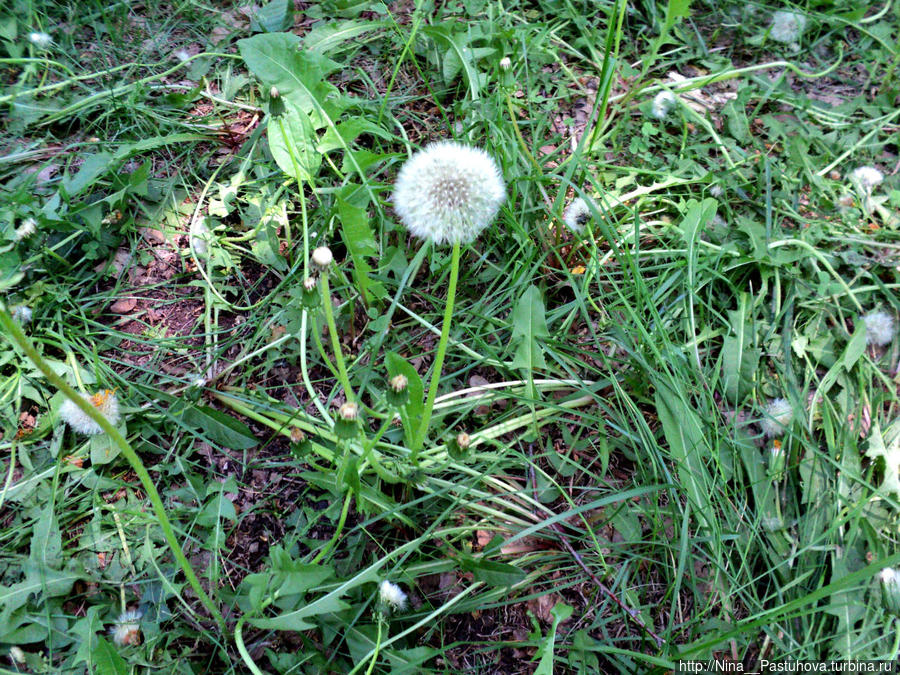 Последний день весны Оренбургская область, Россия