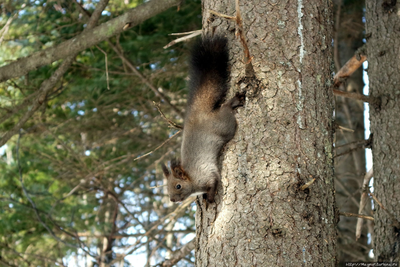 Песня  весне... Южно-Сахалинск, Россия
