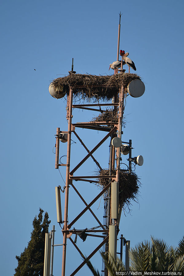 В Марракеше часто можно увидеть гнезда аистов Марракеш, Марокко