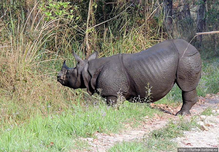 Панцирный читванский (индийский) носорог Читван Национальный Парк, Непал