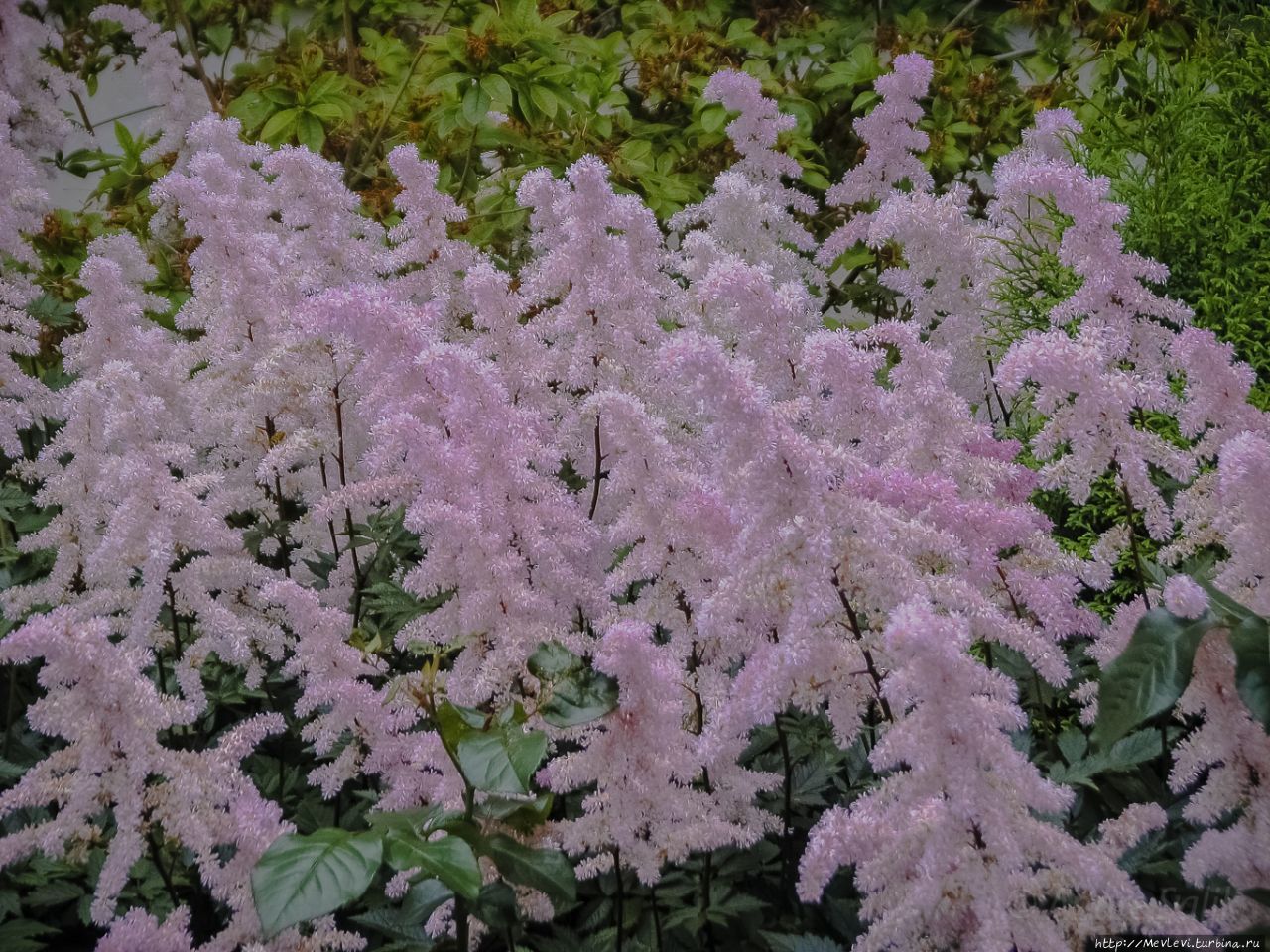 Красивый садик у кафе Giardino Юрмала, Латвия