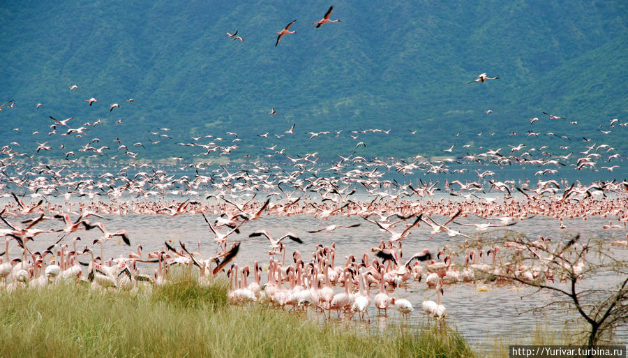 Фламинго на озере Богория Кения