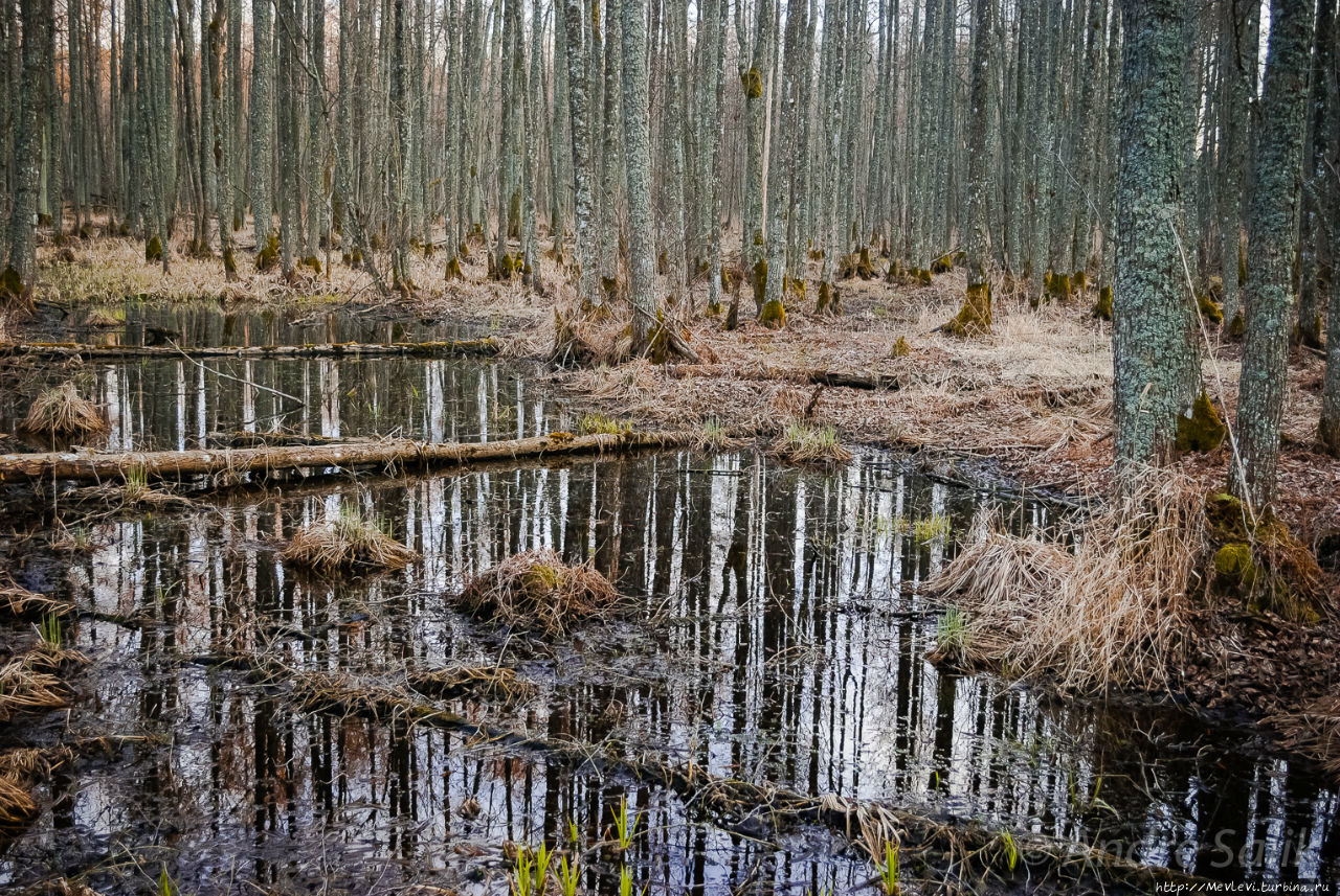 Озеро Слокас Кемери, Латвия