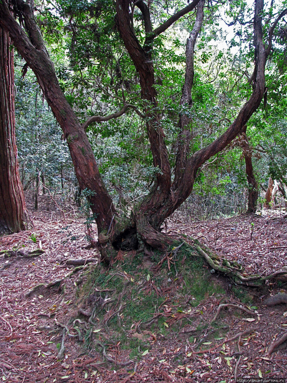 Первобытный лес на горе Касуга Нара, Япония
