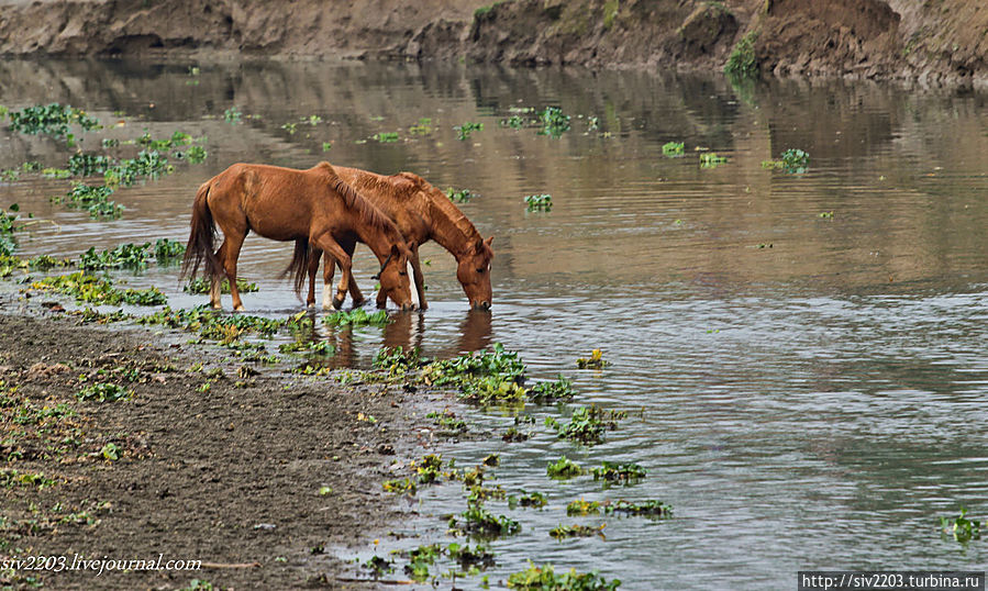 На реке Читван Национальный Парк, Непал