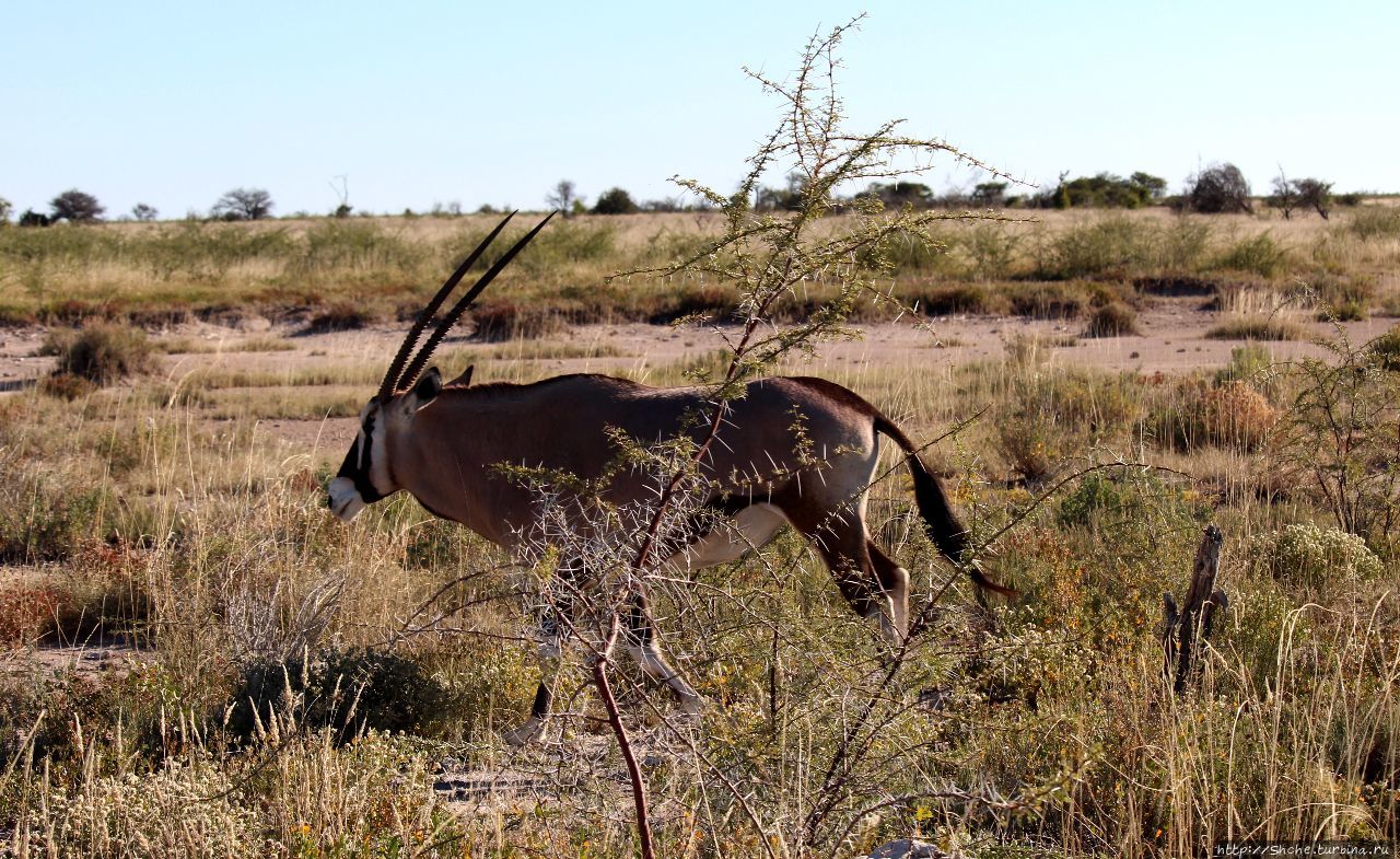 Въезд Намутони Этоша Национальный Парк, Намибия