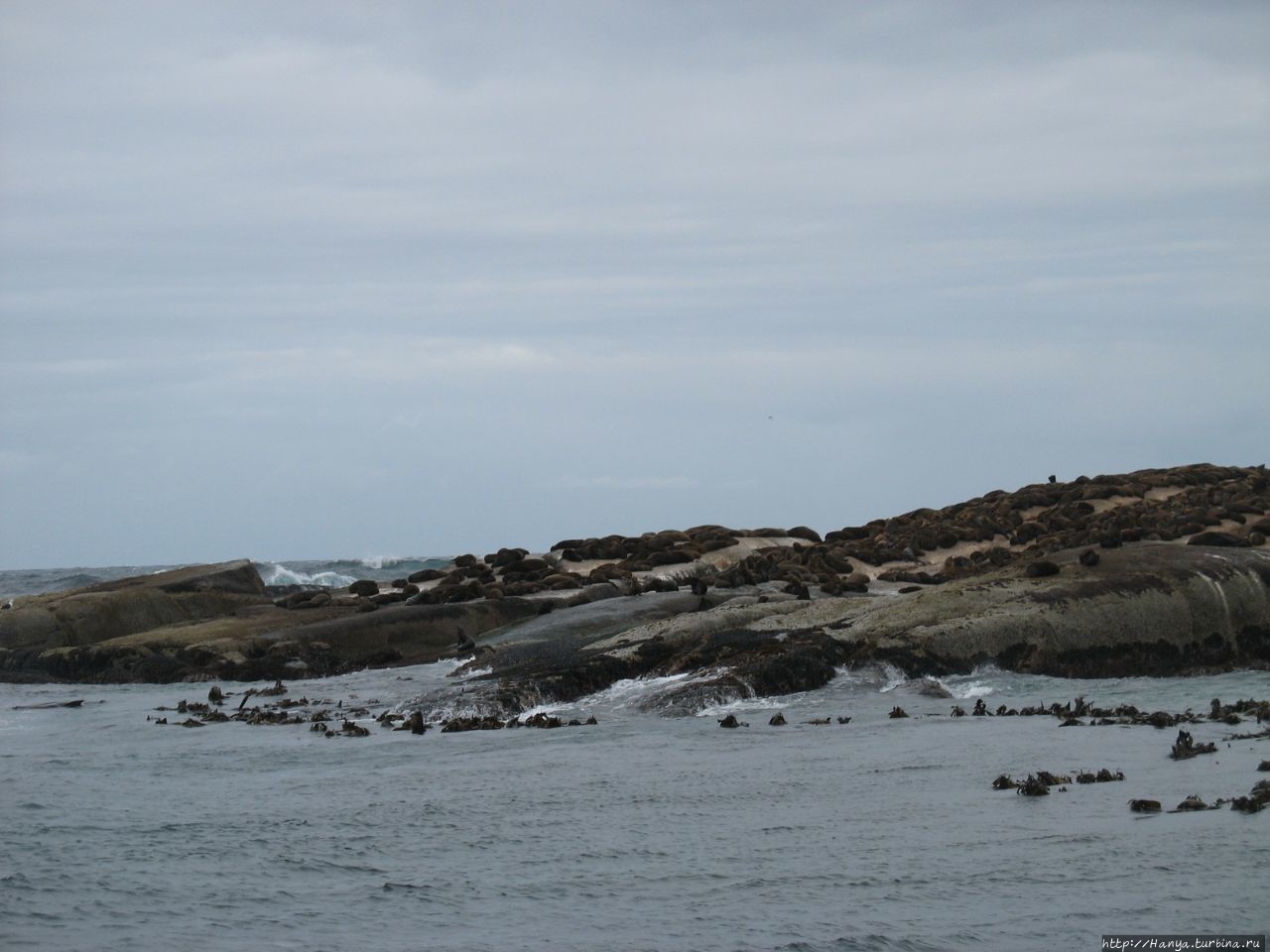 Капский полуостров:Seal Island Cruise к морским котикам. Ч79