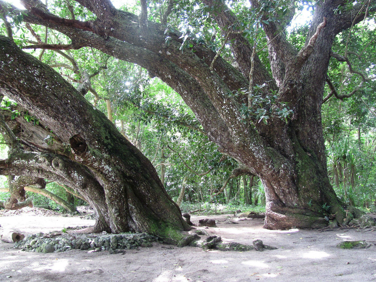 Заброшенная резиденция Рой Маты в Мангаасе / Mangaas ruins