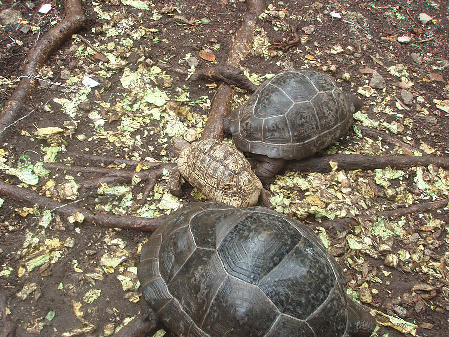Призон. Остров гигантских черепах
