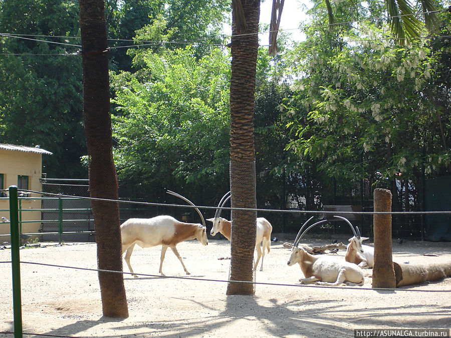 Зоопарк в Барселоне (Barcelona Zoo) находится практически в центре города. Это одно из популярных и наиболее часто посещаемых мест в Барселоне. Замечательный вариант отдыха для всей семьи. Здесь содержится около 8000 животных и более 400 видов со всех континентов земного шара. К радости и детей, и взрослых, в зоопарке представлены веселые и игривые детеныши диких кошек...
