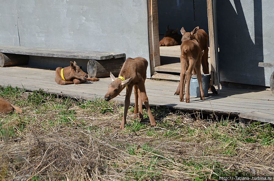 Грачи прилетели Костромская область, Россия
