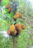 Джако — очень вкусные плоды, которые растут прямо на деревьях