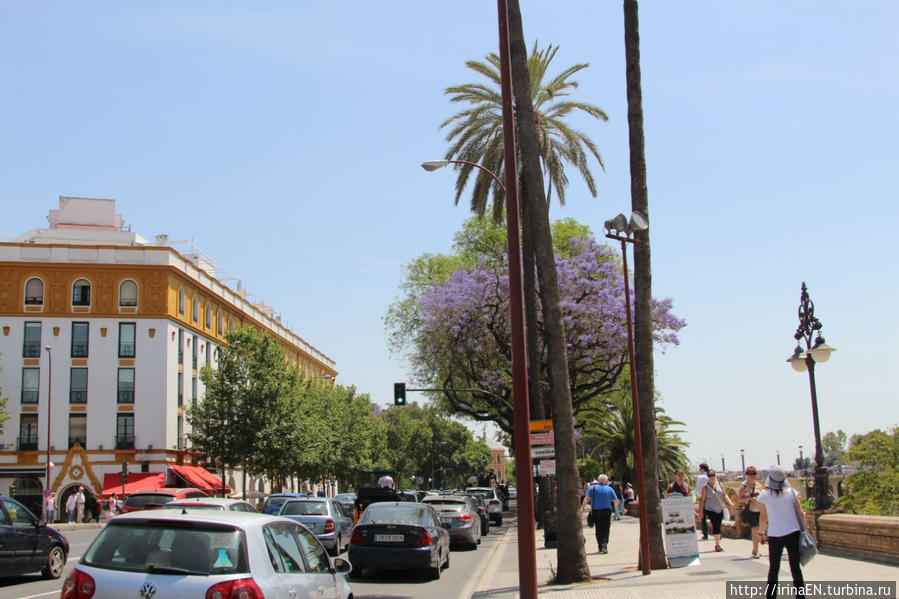 Жакаранда. Сиреневая весна Михас, Испания