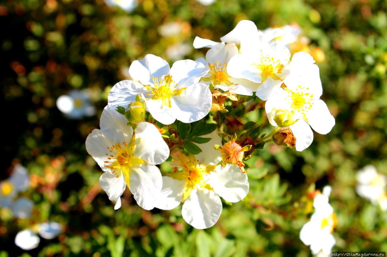 А в саду на подходе лапчатка. Очень мне нравится пышным цветением при компактности куста и лёгкостью в черенковании. Сорвите веточку, прикопайте, и скоро у вас будет пышный кустик. А в саду на подходе лапчатка. Очень мне нравится пышным цветением при компактности куста и лёгкостью в черенковании. Сорвите веточку, прикопайте, и скоро у вас будет пышный кустик.