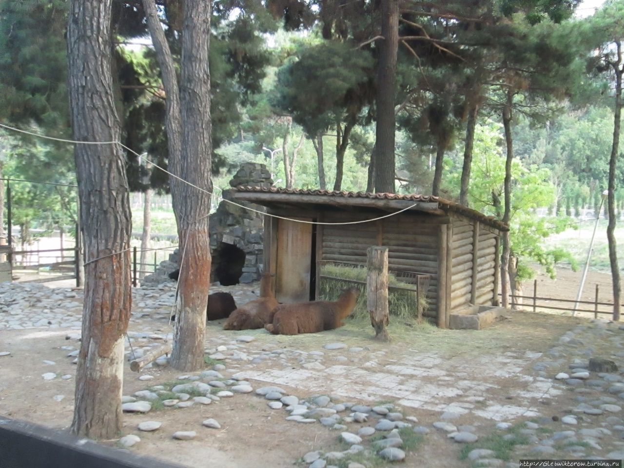 Зоопарк Тбилиси Тбилиси, Грузия