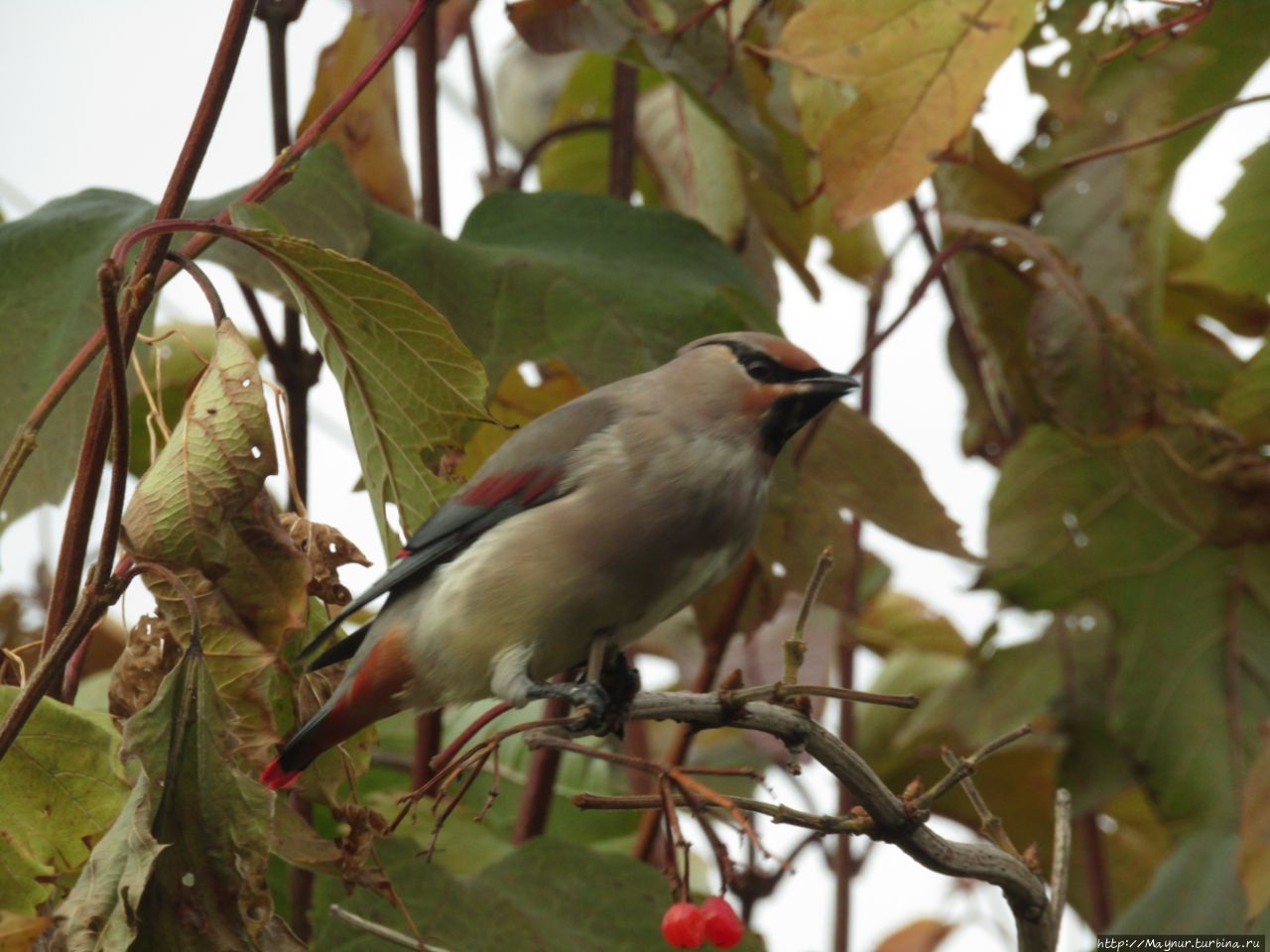 Прилетели свиристели. На калину сели. 