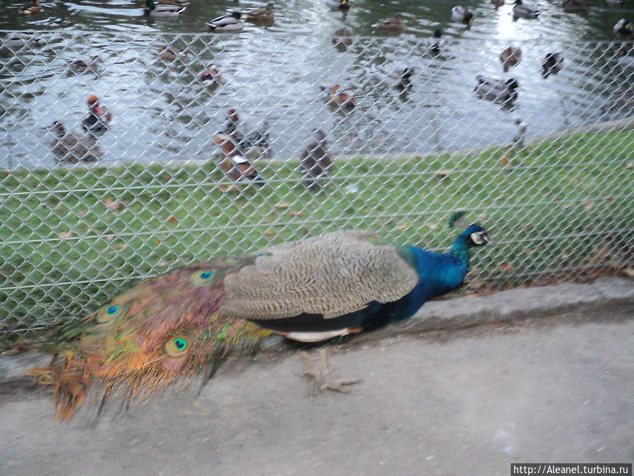 Павлин, гуляющий по парку
